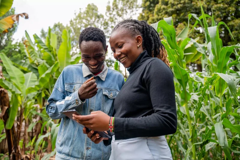 Two people looking at a phone together among maize plants