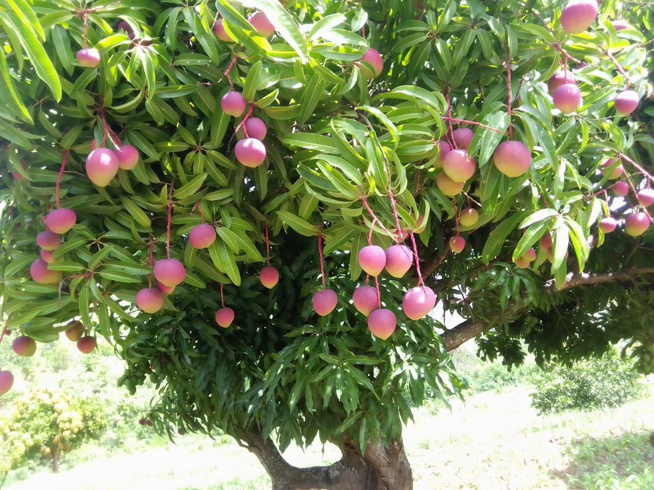 Mangoes growing on a tree in daylight